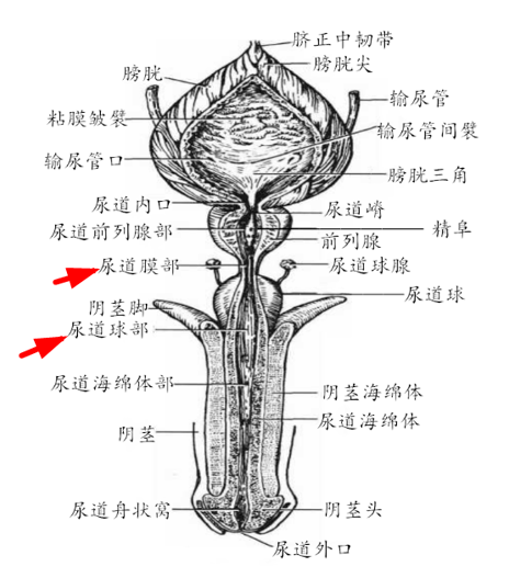 前尿道和后尿道区分图图片