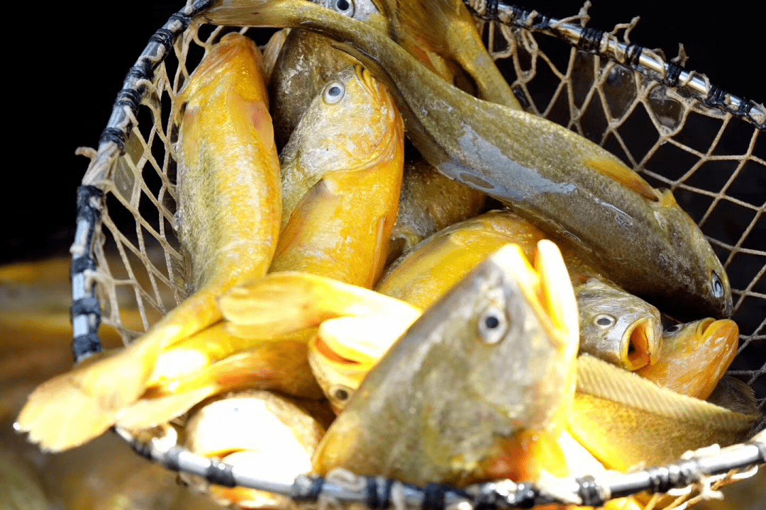 服务至微绿色先行温州市渔业技术推广站这一年