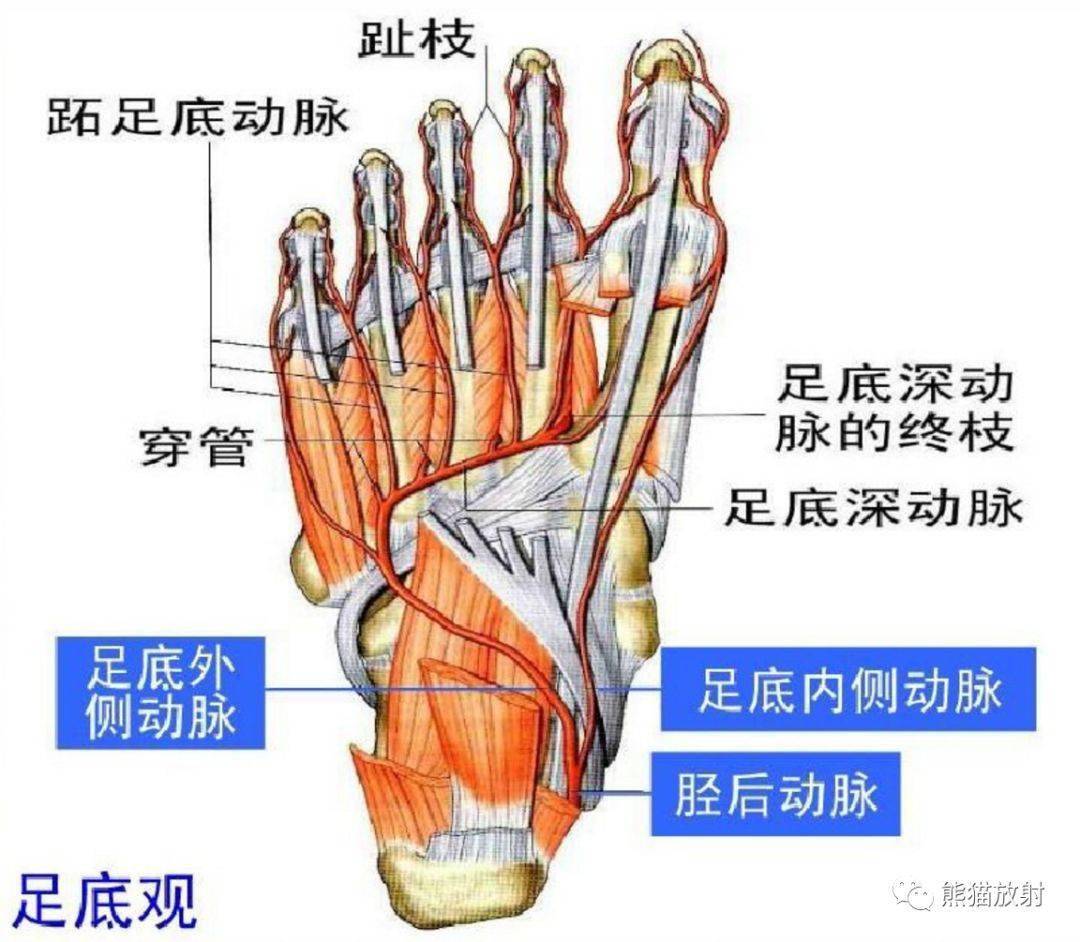 足内侧肌肉解剖图图片