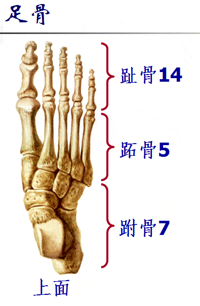 四肢骨的骨性标志图片