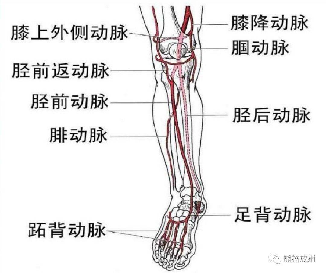 必点收藏丨下肢血管（系统解剖+CTA图谱）_动脉