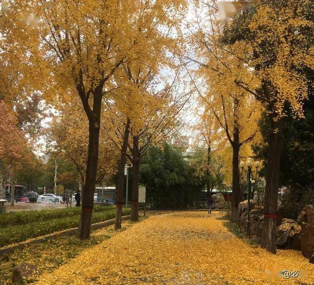 北方地区常用的行道树树种有哪些