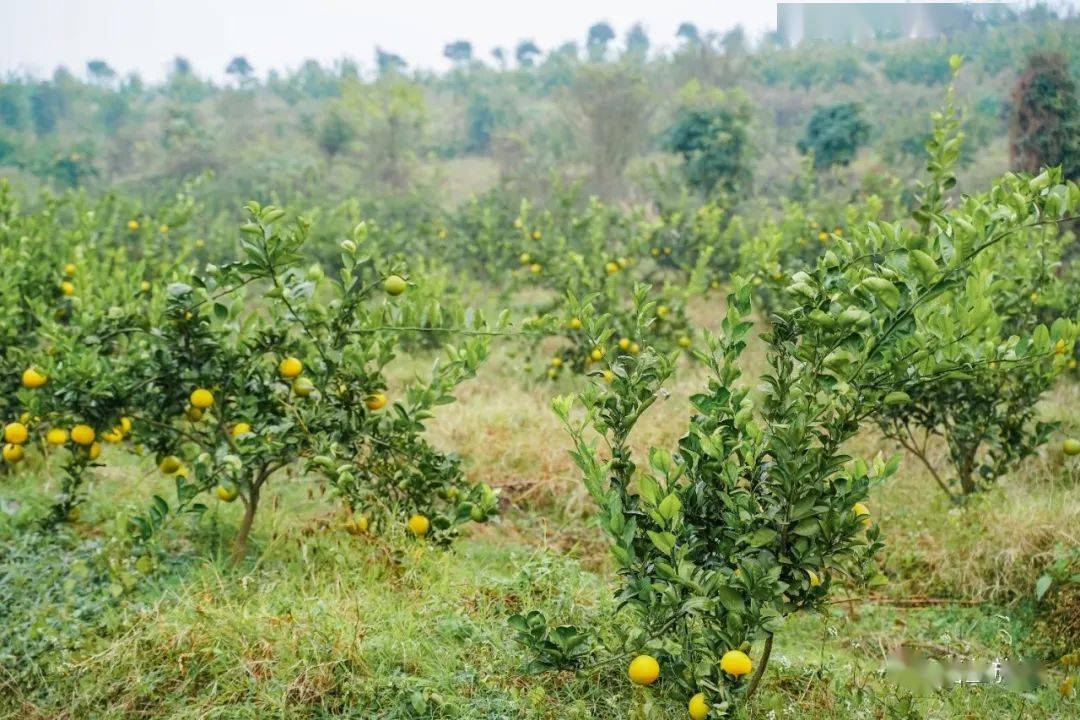 所有人无法抵挡的甜桔柚惑竟藏在嘉鱼这座庄园里