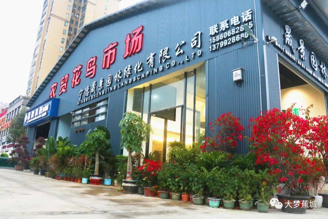 探访城南花鸟市场藏在城市角落的生活小美好