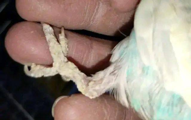 虎皮鹦鹉容易长藓的地方不仅仅是腊膜处