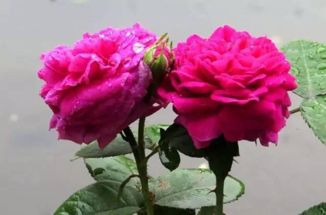 美丽漂亮夫妻花,成双成对!