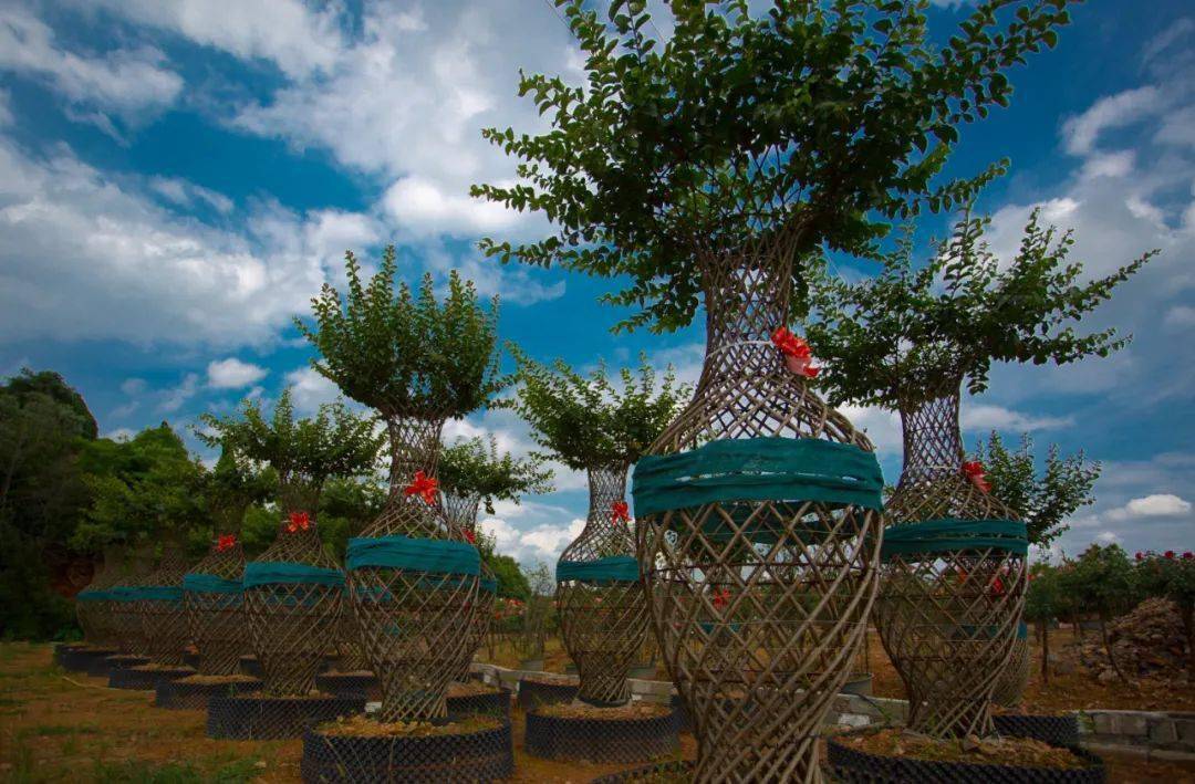 首届花博会来了就在浏阳柏加镇八大主题展区约起来