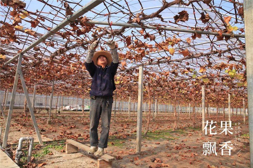 当葡萄园遇见园艺师那模样简直美爆了