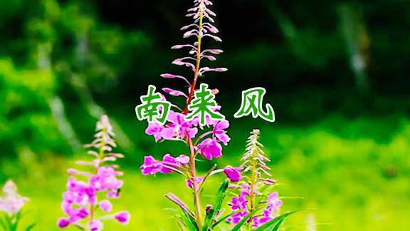 爱尔兰哨笛《南来风》笛声婉转悠扬,让人流连忘返!