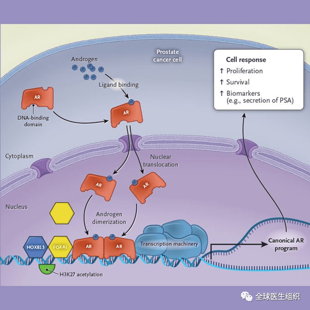 临床案例:绿尿一名患有慢性阻塞性肺疾病的62岁男子因2天呼吸困难病史