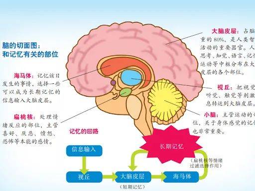 而这之后的熟睡期和沉睡期