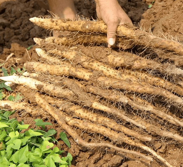 2米,每塊地在種植鐵棍山藥後,要修整10年才能再次種植.