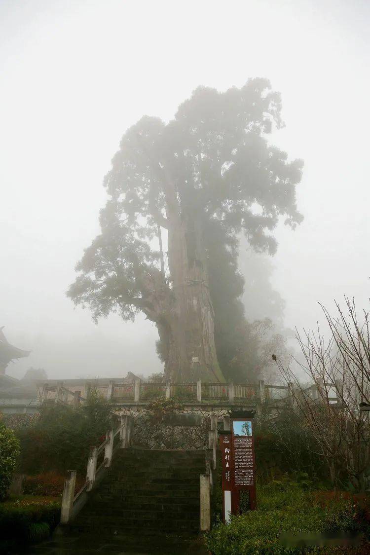 時思寺,柳杉王,風雨滄桑知多少,不知道陪伴了多少人,書寫了多少故事