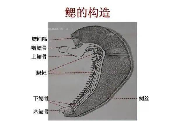 潮说103话说鳃裂