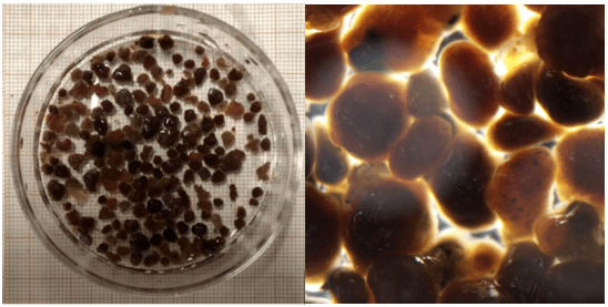 top研究010苏州科技大学陈重军厌氧氨氧化颗粒污泥的研究进展