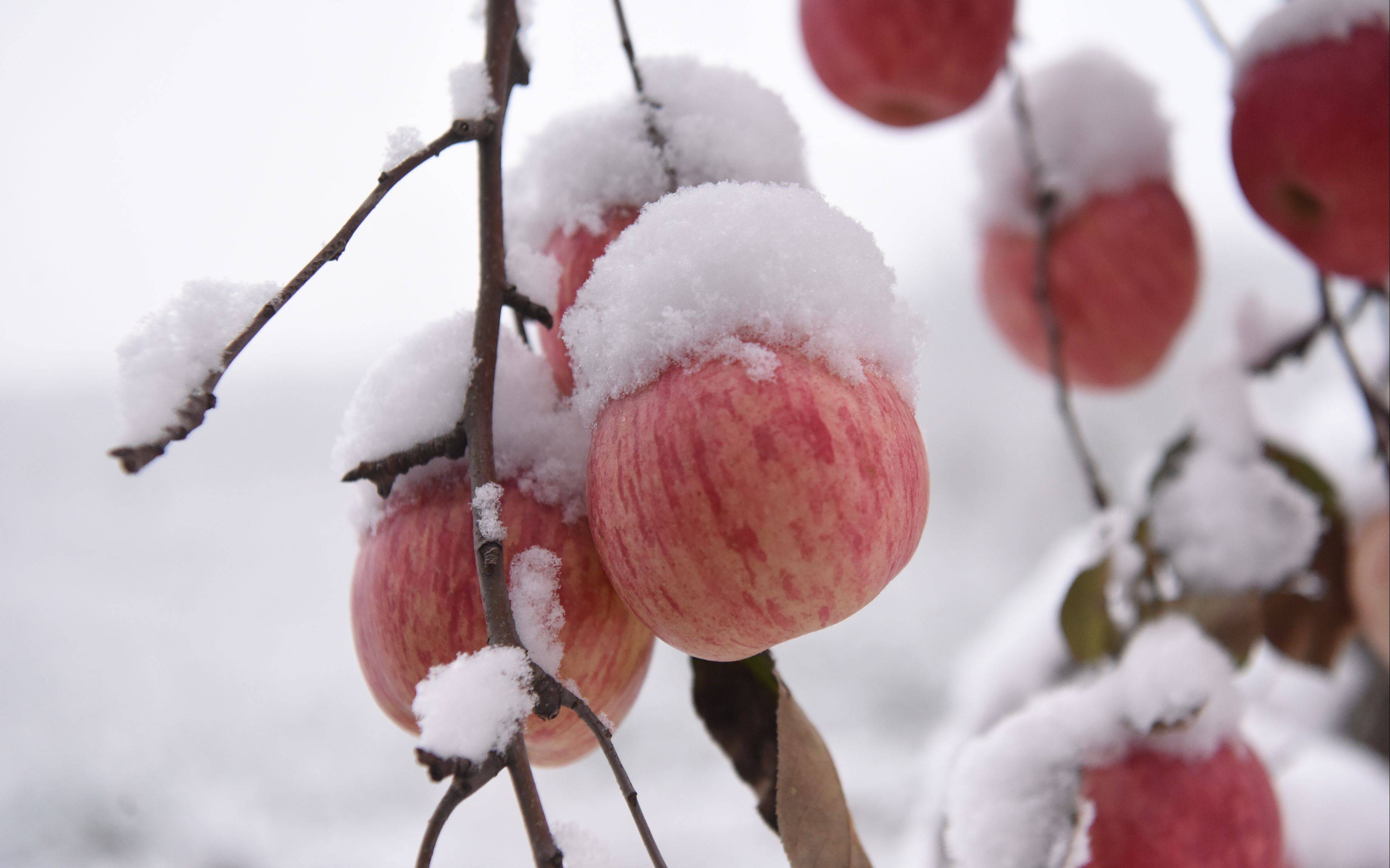 山东沂源雪地苹果忙采摘 晚熟品种雪果价格翻番