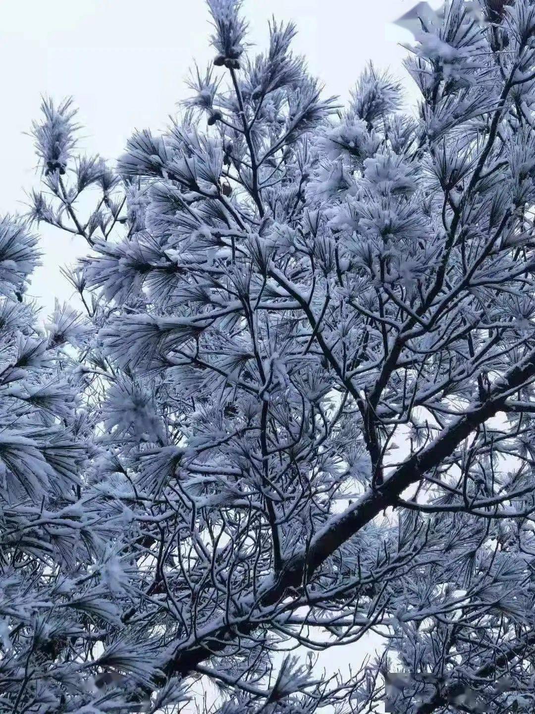 看皋亭山下雪了