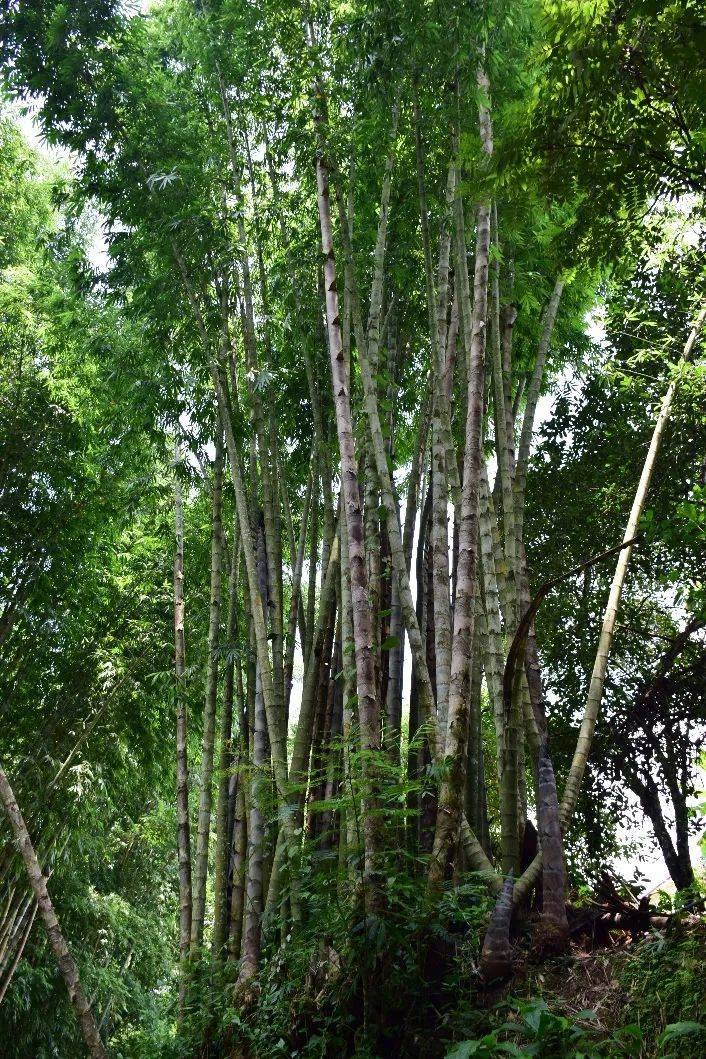 大型丛生竹品种图片