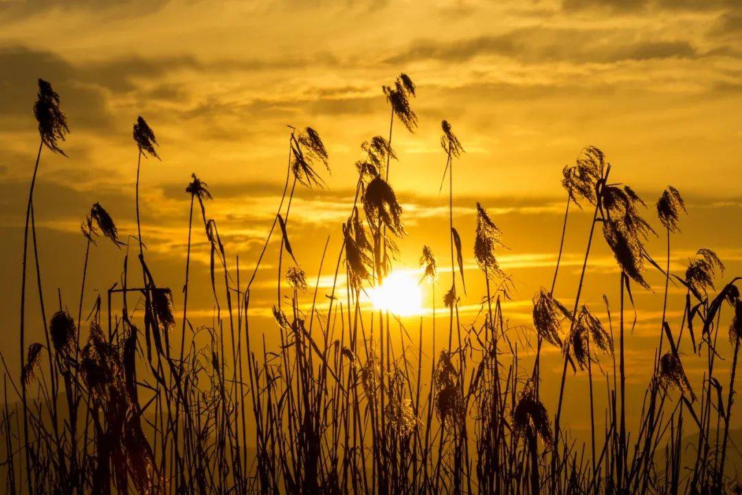 娜夜我诗歌中的苍茫忧郁节制皆受益于那片土地