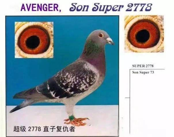橡树园天空农场解散后,超级73家族种鸽分散到世界各地,大部分顶级种鸽