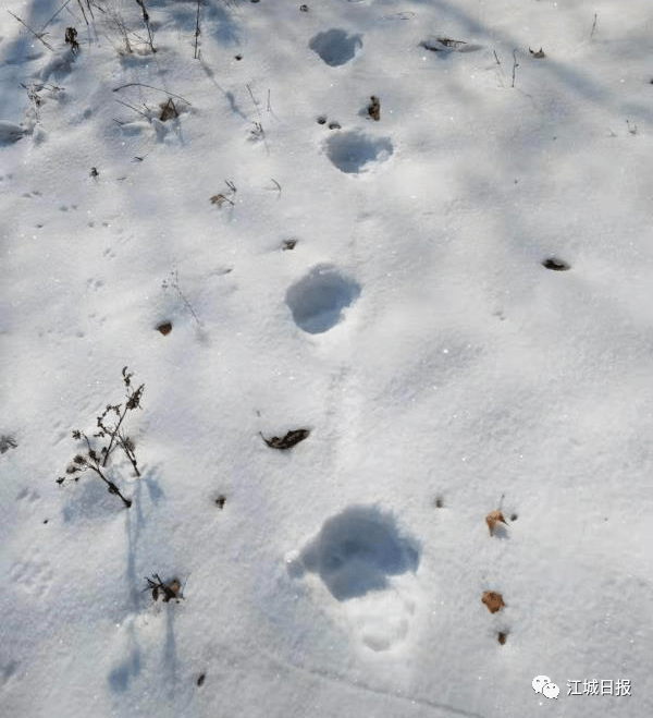 老虎爪子印在雪地图片图片