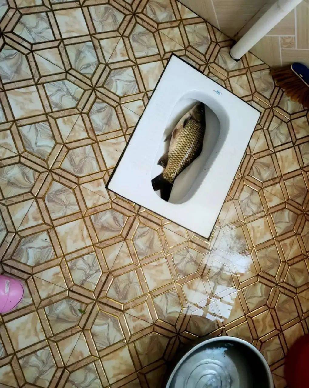 "转头又拱了老周一眼,"啊站到这里当门板?杀鱼啊!舀点酸菜啊!