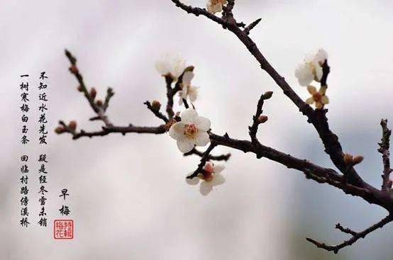 【他山之石】回味經典:蝶戀花·暖雨晴風初破凍