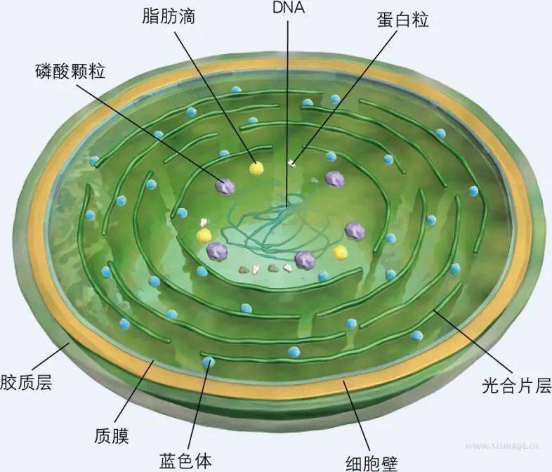 蓝细菌的细胞结构图图片