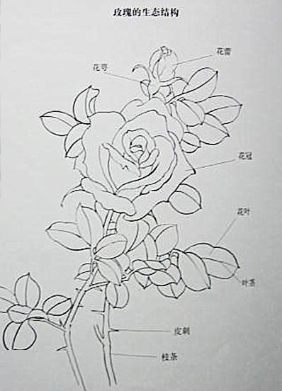 工笔花卉简单步骤图片
