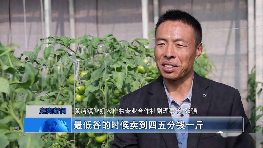 定陶黄店他种植西红柿映出百姓火红好日子