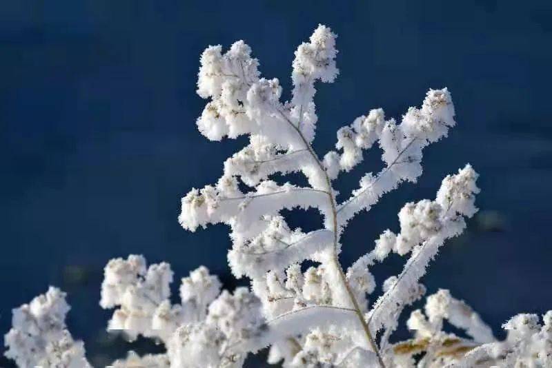 冰雪精灵——雾凇图片