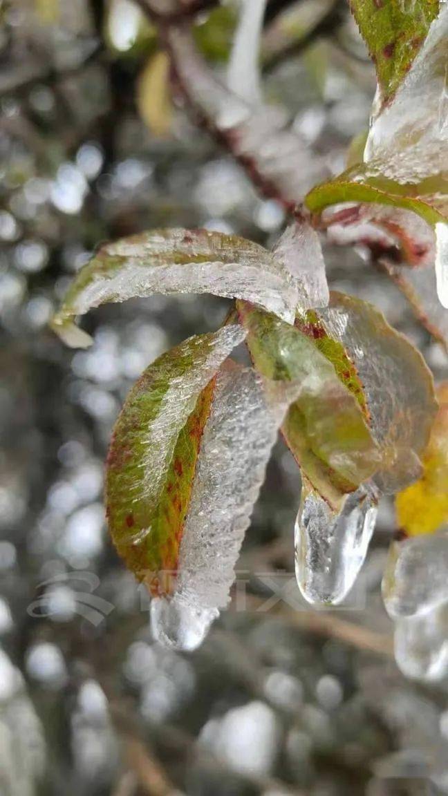 之间受冷空气的影响却盼来了绝美的冰凌~文山人没有盼到久违的雪花