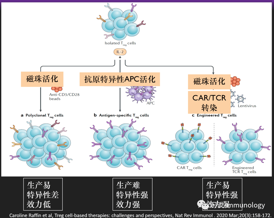调节性t细胞工程调节性t细胞药物的几个特点调节性t