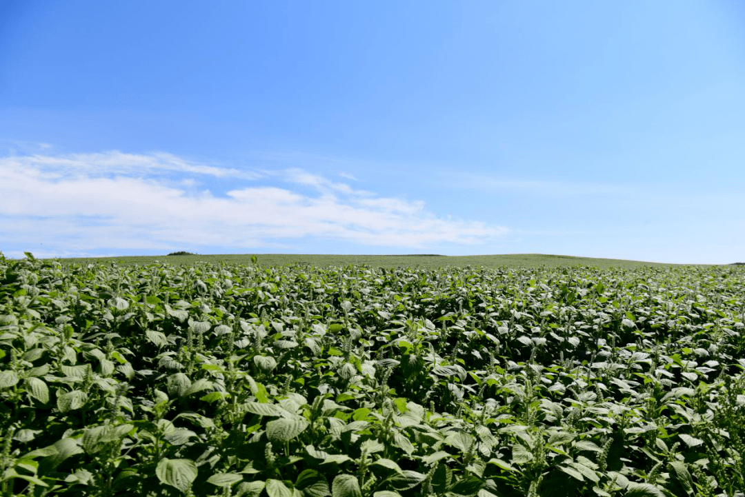鄂伦春旗规模化种植的紫苏说到鄂伦春旗的紫苏种植,就不得不提到一个