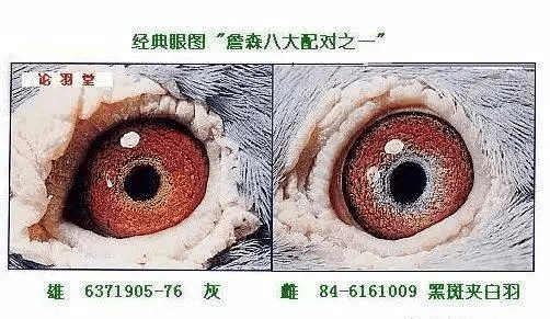 詹森八大配對種鴿