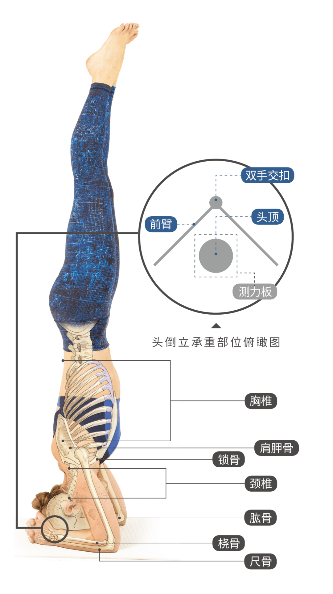 在头倒立中,哪些肌肉得到启动,哪些身体部位承担重量?请继续往下看.