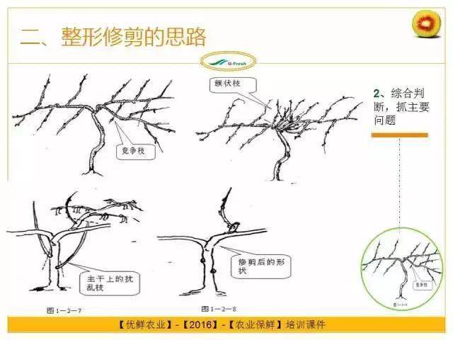 猕猴桃摘心技术图解图片