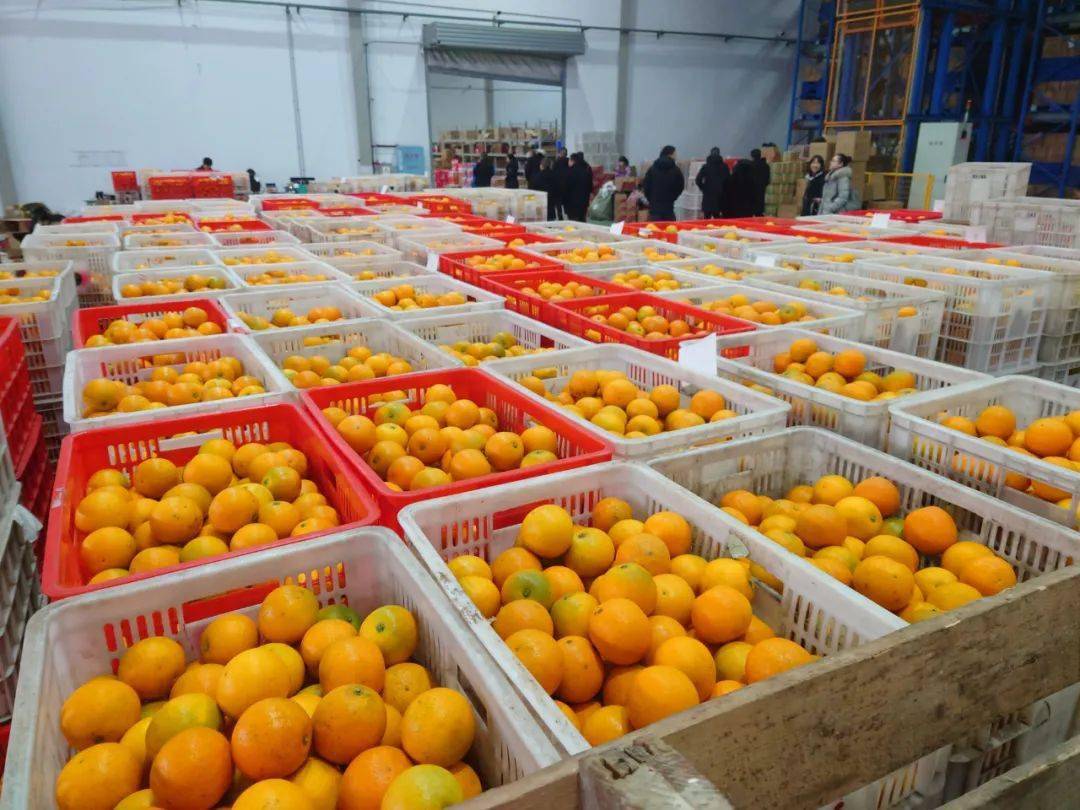 这段时间,秀山电商云仓巴谷鲜仓库成为了橙子的海洋,"橙山橙海"的壮观
