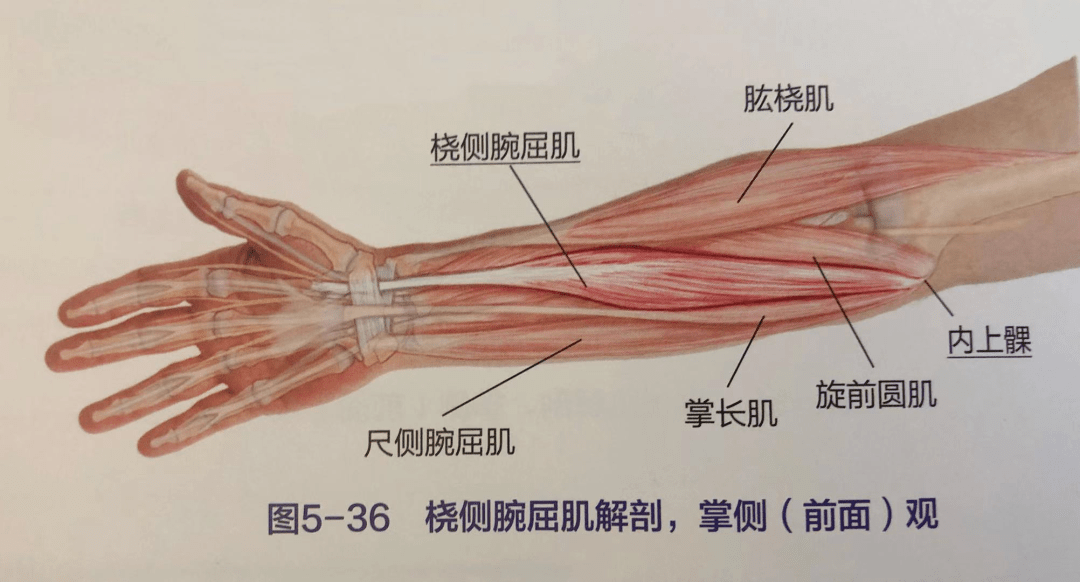 手肘是哪个位置图片