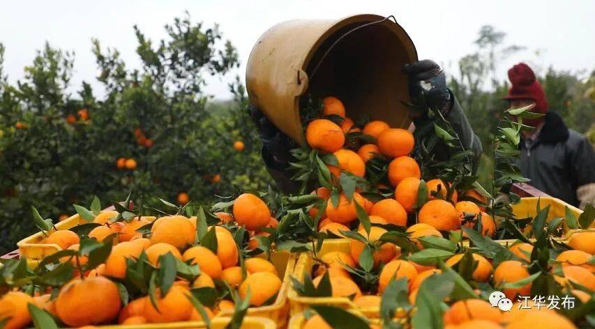河路口镇尖山社区玫瑰香柑成熟季冒雨采摘发电商