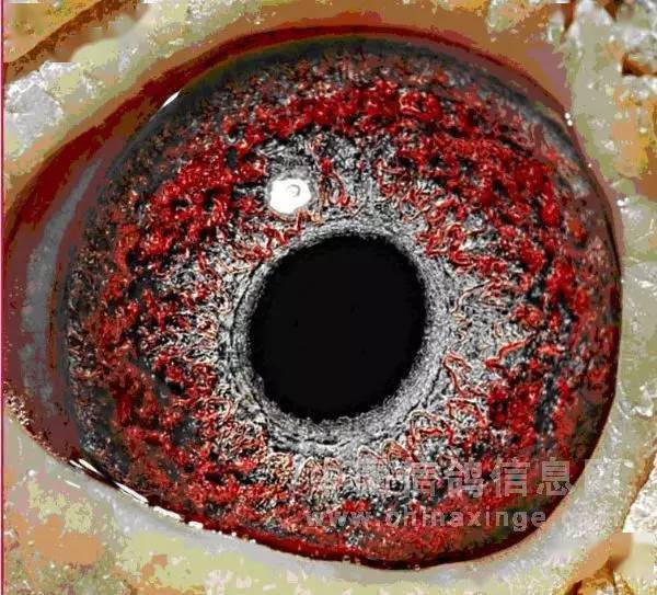 蓝水桃花:眼砂紫红.眼底呈现兰色.称蓝水紫桃花砂.(强光) 5.土红砂