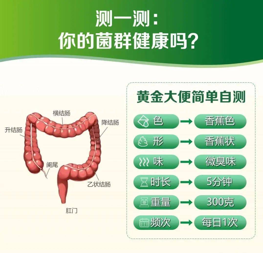 肠道作为人体非常重要的消化器官和免疫器官肠道健康从营养早餐开始