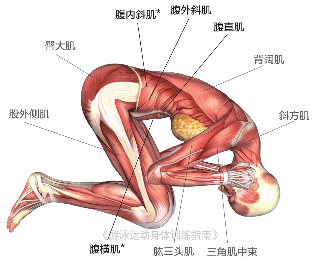 增强腹部肌群力量提高你的游泳实力