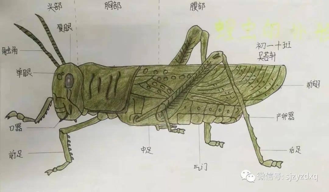 小小画笔绘出生命世界石家庄一中实验学校初一年级生物绘图大赛