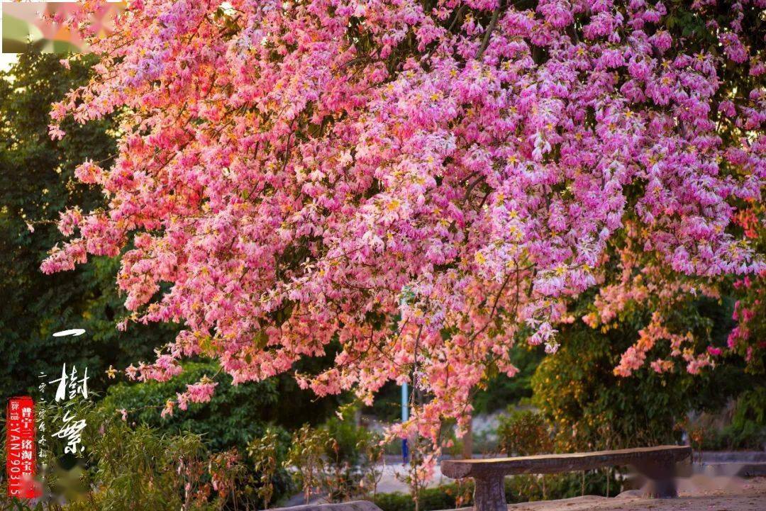 普宁大坝网红树.在时光斑驳深处,聆听花开的声音