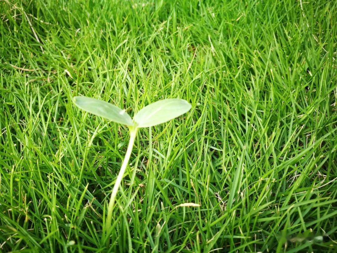 三月的风铃小草67主播龙