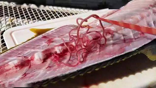 进口肉类里竟全是寄生虫!这些动物,用另一种方式让人类后悔!