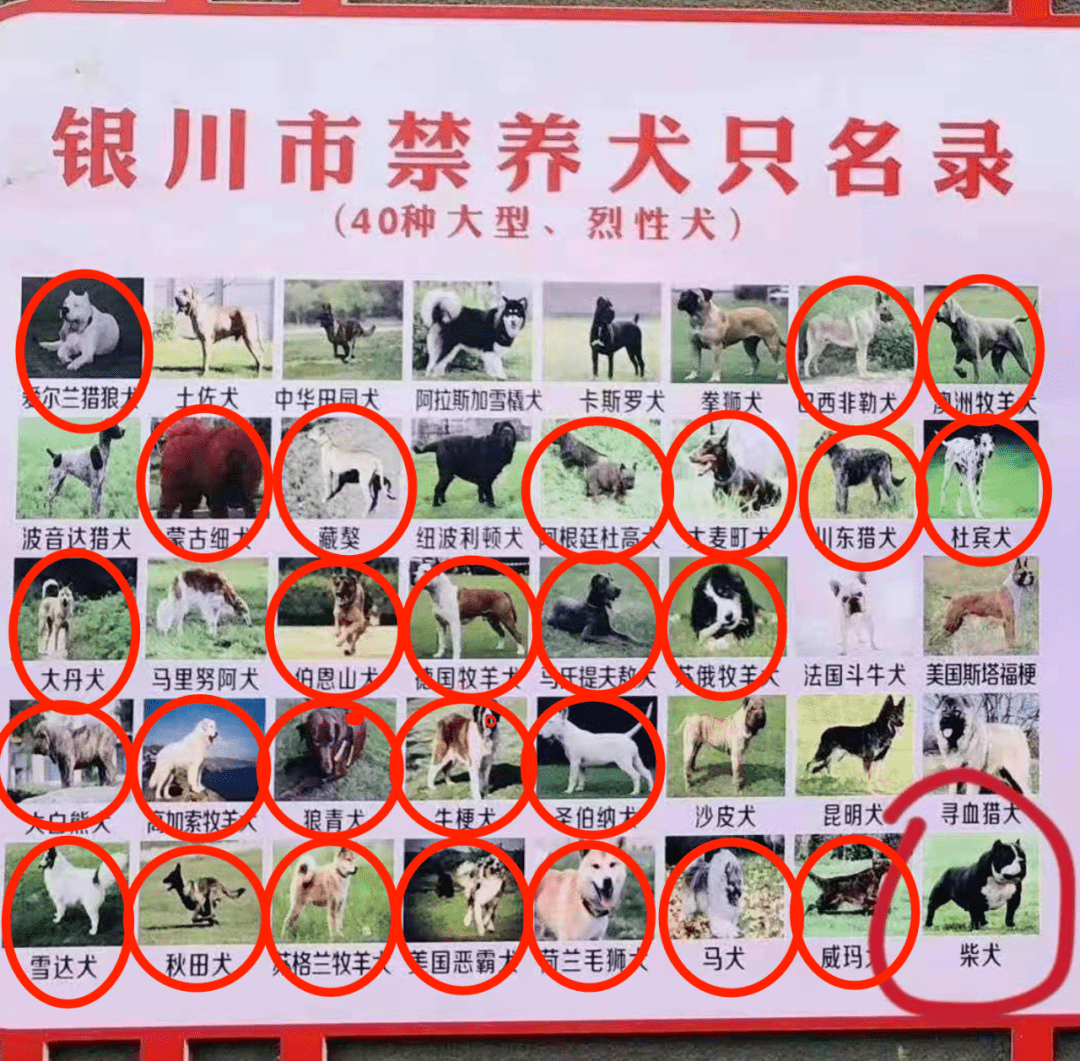 郑州市禁养犬只图例图片