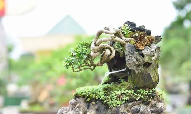 这些越南盆景, "一盆胜比一林春",个个造型精美如画