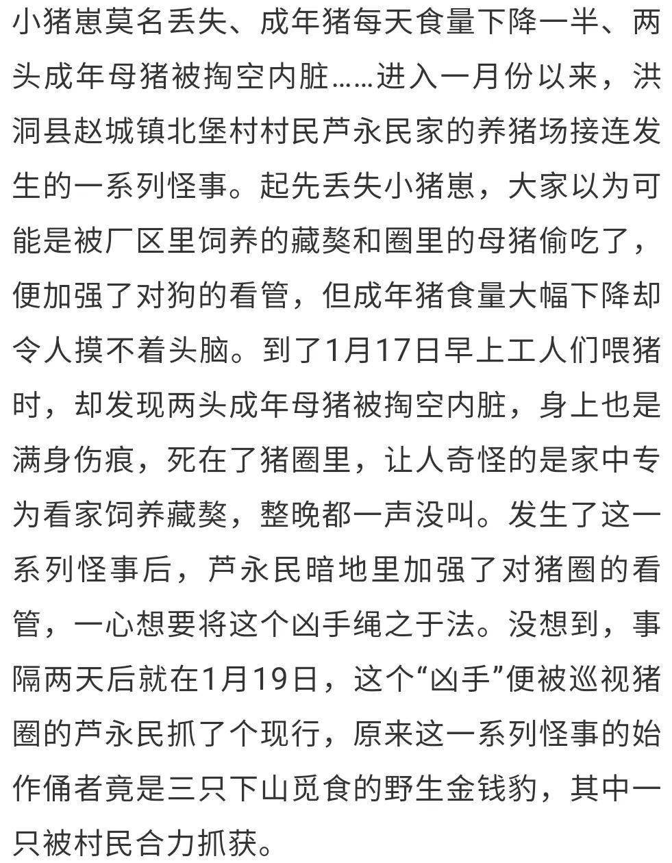 传奇洪洞县赵城北堡村金钱豹夜里偷吃生猪看家藏獒不敢吭声